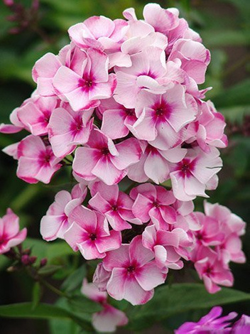 Floks (Phlox paniculata) 'Neon Flare'