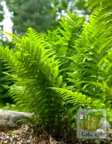 Paproć (Athyrium) Lady