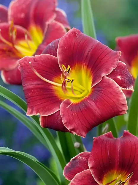 Liliowiec (Hemerocallis) 'Night Embers'