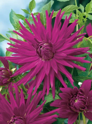 Dalia (Dahlia) 'Purple Gem'