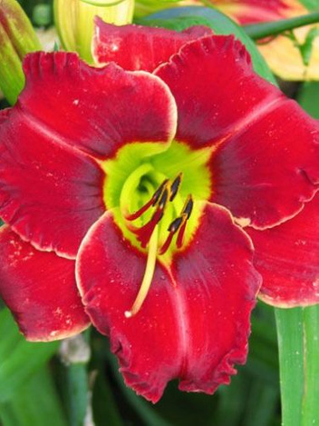 Liliowiec (Hemerocallis) Camera Ready