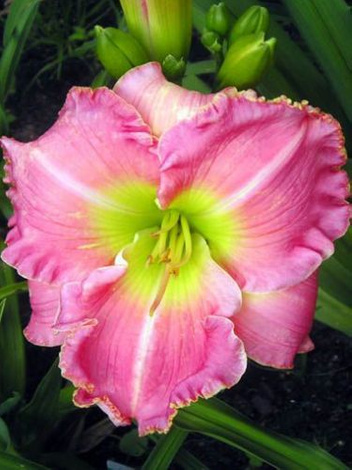 Liliowiec (Hemerocallis) Nancy Billingslea