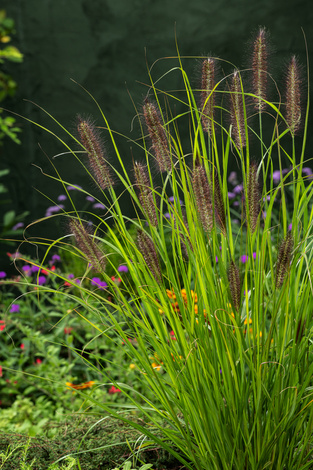 Rozplenica Piórkowa (Pennisetum) 'Red Head' XXL