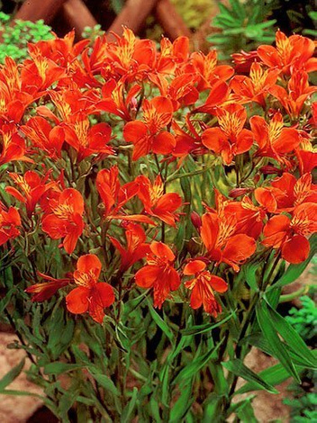 Alstremeria (Alstroemeria) 'Orange King' 1 szt.