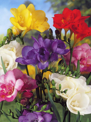 Frezja Pełna (Freesia double) Mix 25 szt.