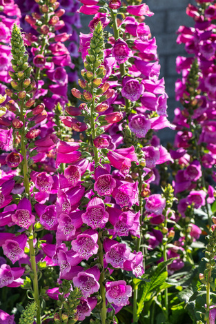 Naparstnica (Digitalis) 'Purpurea'  1 szt.