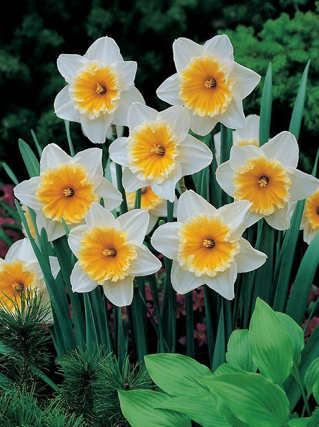 Narcyz Wielkoprzykoronkowy (Narcissus) 'Slim Whitman' 5 szt.