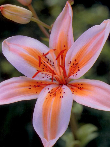 Lilia (Lilium) 'Orange Electric' 1 szt.