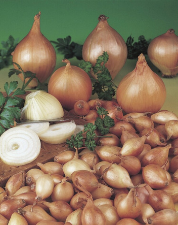 Cebula Dymka (Allium) 'Turbo'  500g