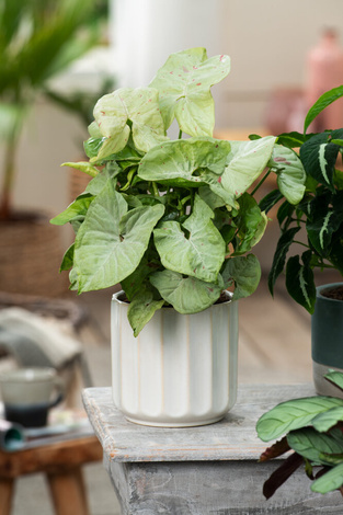 Zroślicha/Syngonium Milk Konfetti (Syngonium podophyllum)