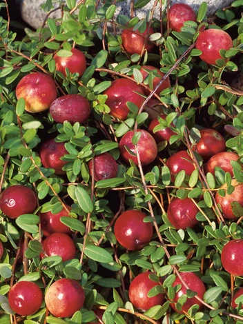 Żurawina (Vaccinium) Pilgrim - Krzew Owocowy