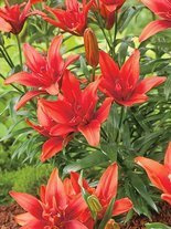 Lilia (Lilium) 'Red Twin'