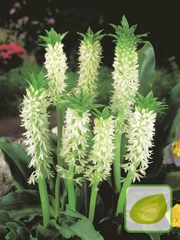 Eukomis Jesienny (Eucomis Autumnalis)