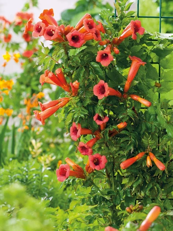 Milin Amerykański (Campsis radicans) 'Ursynów'