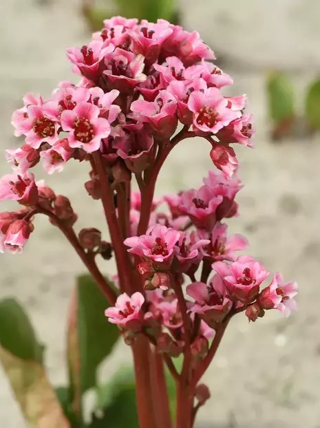 Bergenia sercolistna (Bergenia cordifolia) 'Baby Doll' 1 szt.