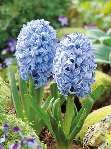 Hiacynt (Hyacinthus) 'Sky Jacket' 5 szt.