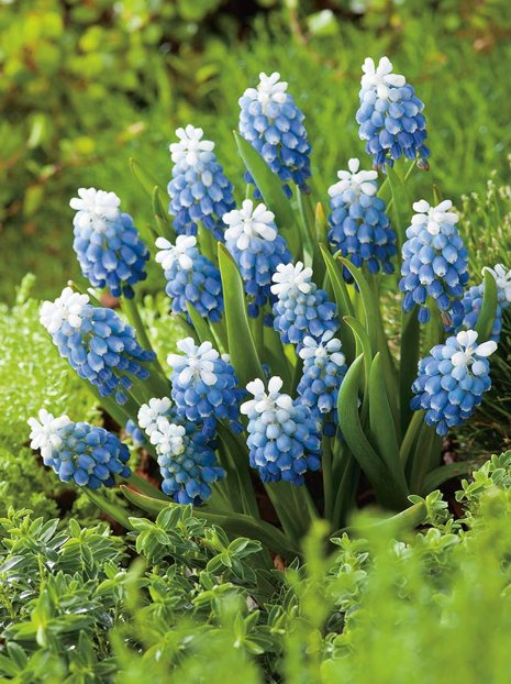 Szafirek (Muscari) 'Mount Hood' 5 szt.