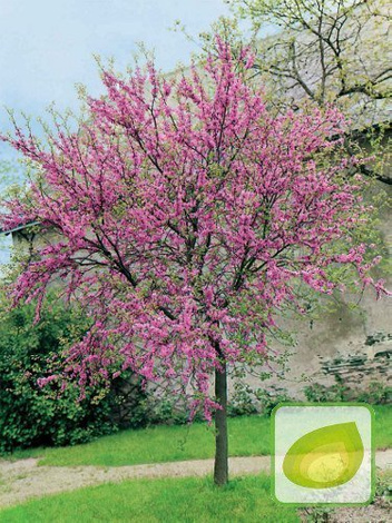 Nasiona Judaszowiec Południowy - Cercis Siliquastrum