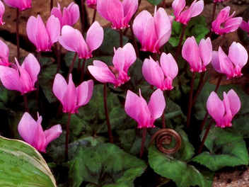 Cyklamen Neapolitański (Cyclamen)