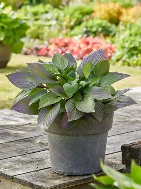 Funkia (Hosta) 'First Blush' 1 szt.