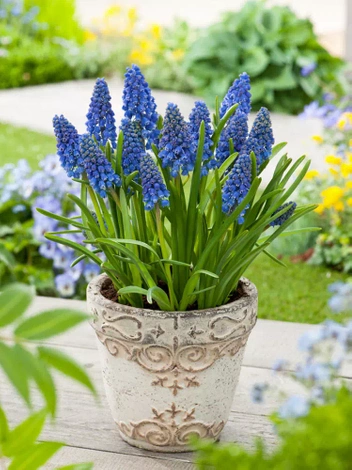 Szafirek (Muscari) 'Artist' 10 szt.