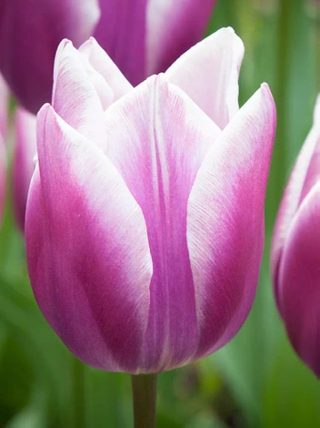 Tulipan Pełny Późny (Tulipa) 'Purple Elegance' 5 szt.