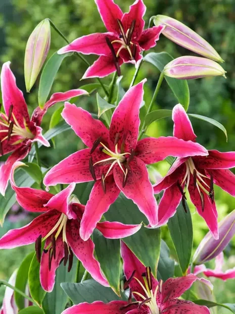 Lilia (Lilium) Drzewiasta 'Miss Feya'  1 szt.