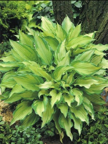 Funkia (Hosta fortunei) 'Albopicta'