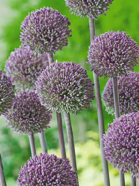 Czosnek (Allium) 'Summer Drummer' 1 szt.