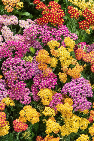 Krwawnik ogrodowy ( Achillea ) Mix 1 szt.