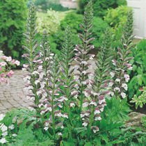 Nasiona Akant Miękki - Acanthus Mollis