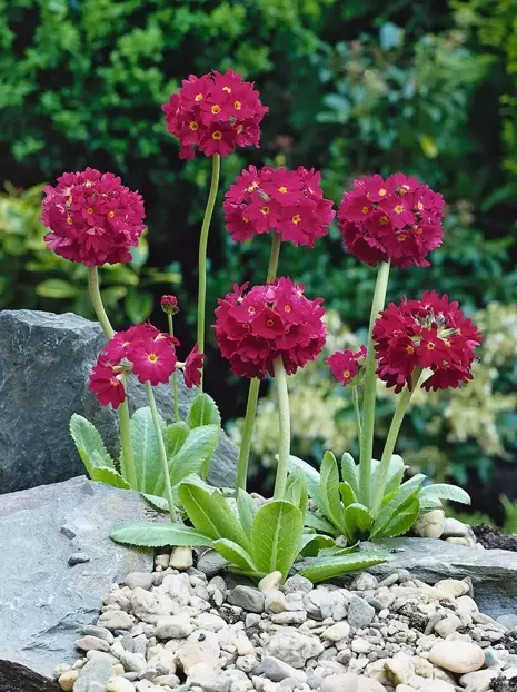 Pierwiosnek (Primula denticulata) Czerwony 1 szt.