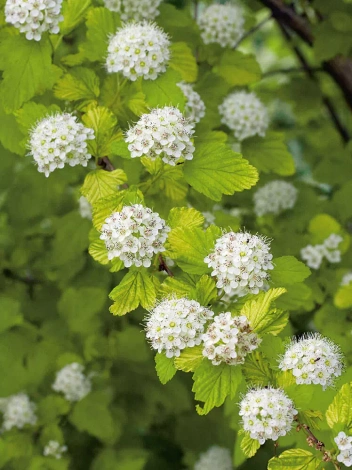 Pęcherznica kalinolistna (Physocarpus opulifolius) 'Dart's Gold' 