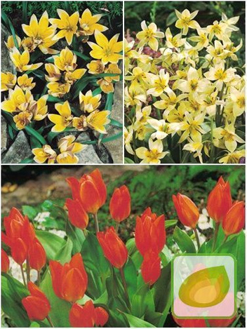 Zestaw Promocyjny Tulipany Botaniczne 7/8