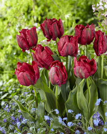 Tulipan Papuzi Bordowy ( Tulipa ) Red Madonna 5 szt.