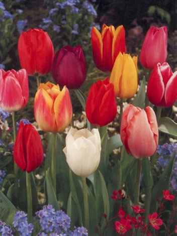 Tulipan Triumph (Tulpe) Triumph mix 10 szt.