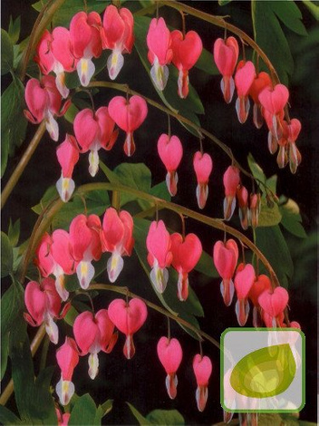 Serduszka (Dicentra) Spectabilis