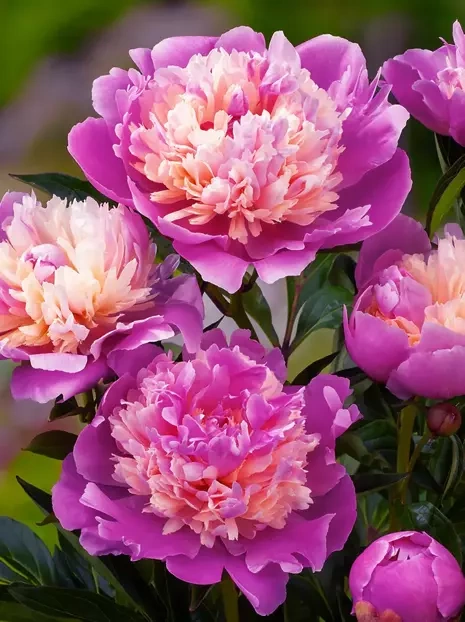 Piwonia (Paeonia) 'Celebrity' 1 szt.