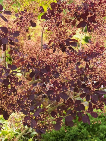 Perukowiec podolski (Cotinus coggygria) 'Royal Purple'