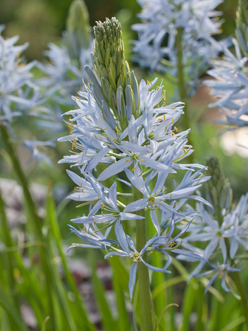 Kamasja (Camassia) 'Cusickii' 1 szt.