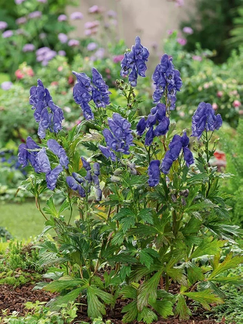 Tojad (Aconitum) 'Arendsi' 1 szt.