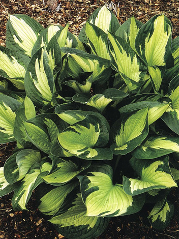 Funkia (Hosta) 'Whirlwind'