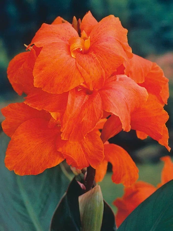 Paciorecznik (Canna) Orange 1 szt.