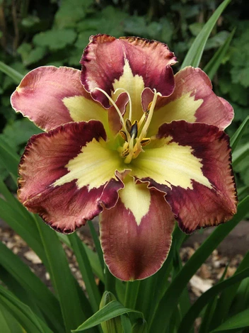 Liliowiec (Hemerocallis) 'Spacecoast Behavior Patern'