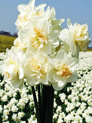 Narcyz Pełny (Narcissus) 'Tender Beauty' 5 szt.