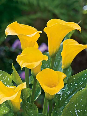 Kalia (Calla) 'Florex Gold' 1 szt.