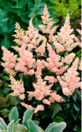 Tawułka (Astilbe) 'Peach Blossom'