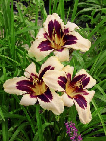 Liliowiec (Hemerocallis) 'Wild Horses'