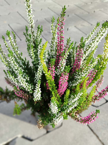 Mały Wrzos Trzykolorowy w doniczce (Calluna Vulgaris Tricolor)