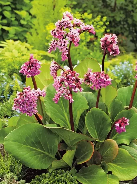 Bergenia sercolistna (Bergenia cordifolia) 1 szt.